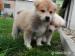 Akita inu  - Predaj