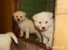 Akita inu  - Predaj
