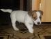 Jack Russel Terier - Prodej