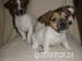 Jack Russel Terier - Prodej