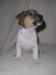 Jack Russel Terier - Prodej