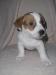 Jack Russel Terier - Prodej