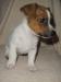 Jack Russel Terier - Prodej
