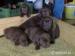 Labrador hnedý - Predaj