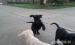 LABRADOR - Predaj