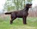 Flat Coated Retriever s PP - Prodej