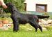 Flat Coated Retriever s PP - Prodej