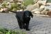 Flat Coated Retriever s PP - Prodej