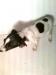 jack russell terier - Predaj