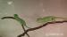 chameleon jemensky - Prodej