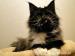 Kocięta maine coon - Sprzedaż