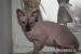 Kanadsky sphynx od profesionalne vybraneho paru - Prodej