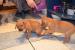 Ridgeback - labrador - Prodej