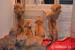 Ridgeback - labrador - Prodej