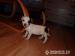 Jack Russell Teriér -predám fenku - Predaj
