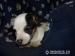Jack Russell Teriér -predám fenku - Predaj
