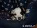 Jack Russell Teriér -predám fenku - Predaj