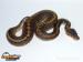 Python regius - PINSTRIPE - Prodej