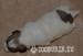 Coton de tulear - Prodej