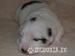 Coton de tulear - Prodej
