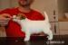 Jack Russell Teriér - štěňátka - Prodej