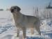 Labrador s PP-smetanová - Prodej
