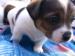 Jack russell teriei - Prodej