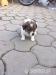 Jack russell teriei - Prodej