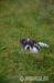 Jack russell teriei - Prodej