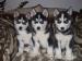 Sibírsky husky  - Predaj