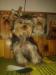 Yorkshire terrier s PP  - Prodej