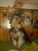 Yorkshire terrier s PP  - Prodej