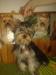 Yorkshire terrier s PP  - Prodej