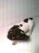 jack russell terier - Predaj