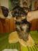Yorkshire terrier s PP  - Prodej