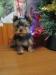 Yorkshire terrier s PP  - Prodej