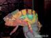 Predám Furcifer Pardalis Ambilobe chameleon pardal - Predaj