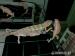 Predám Furcifer Pardalis Ambilobe chameleon pardal - Predaj