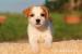 jack russell terrier s PP - Prodej
