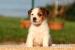 jack russell terrier s PP - Prodej