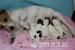 jack russell terrier s PP - Prodej