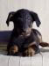 Beauceron - poslední štěňátka s PP - Prodej