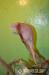 Chameleonov Furcifer Pardalis (AMBILOBE) - Predaj