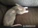 Gambian pouched rat - Predaj