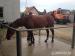 Quarter horse kr. kobyla - Predaj