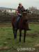 Quarter horse kr. kobyla - Predaj