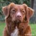 Nova Scotia Duck Tolling Retriever - Prodej