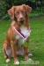 Nova Scotia Duck Tolling Retriever - Prodej