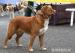 Nova Scotia Duck Tolling Retriever - Prodej