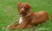 Nova Scotia Duck Tolling Retriever - Prodej